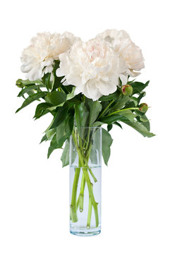 Beautiful White Flowers Peonies In A Vase