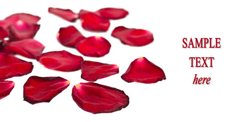 Red petals isolated on white background