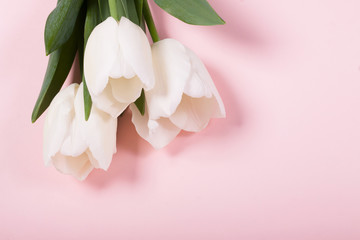 tulips on the pink background
