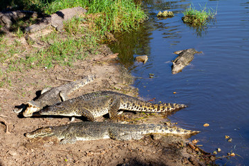 Crocodiles from Farm Cuba near the Playa Larga, Bay of Pigs, Matanzas, Cuba.