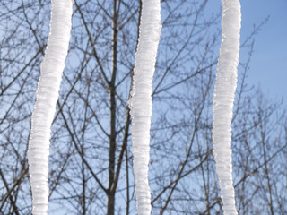 Three large icicles on a background of trees and blue sky