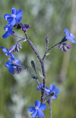 Beautiful blue flower on smooth green background