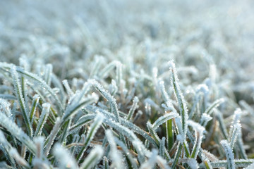 Frozen grass