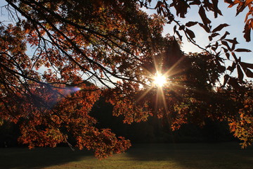 Autumn sunflare