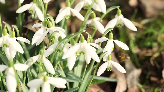 Schneegl&ouml;cken mit Bienen im Sonnenschein mit Audio