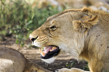 Profile of a growling lioness in Africa