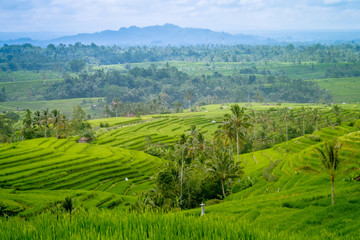 Traditional Paddy Field and coconut trees in Bali Indonesia