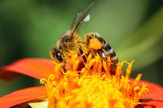 Bee on orange flower on natural green plant background, closeup