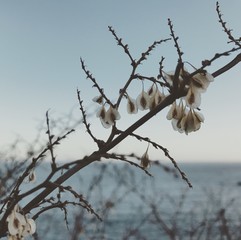 Seeds by the seashore