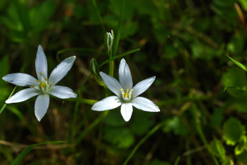 Ornithogalum flower growing on the summer meadow. 