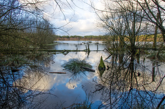 Blakemere Moss, Delamere Forest, Cheshire