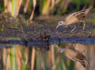 Little Crake - Porzana parva female feeding at a wetland