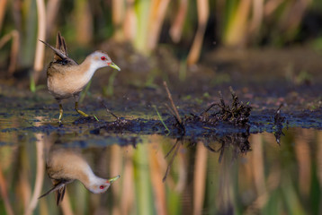 Little Crake - Porzana parva female feeding at a wetland