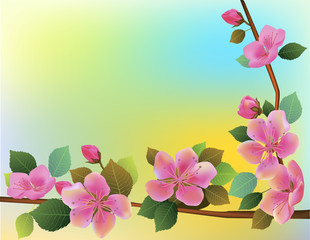Nature background with blossom branch of pink sakura flowers.