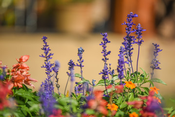 Obraz premium Blue Salvia flower in the garden