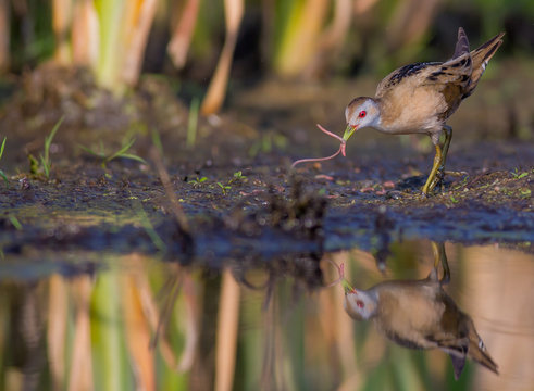 Little Crake - Porzana parva female feeding at a wetland