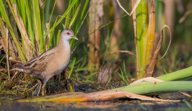 Little Crake - Porzana parva female feeding at a wetland