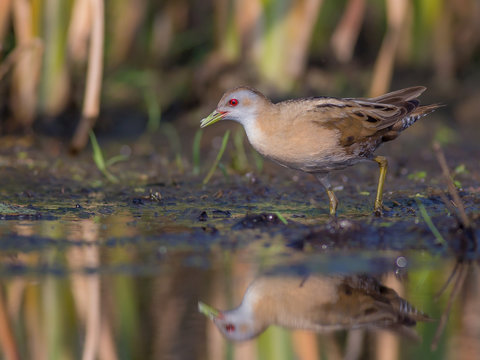 Little Crake - Porzana parva female feeding at a wetland