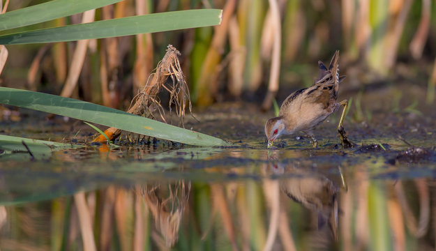 Little Crake - Porzana parva female feeding at a wetland