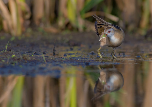 Little Crake - Porzana parva female feeding at a wetland