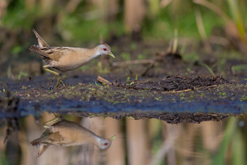Little Crake - Porzana parva female feeding at a wetland