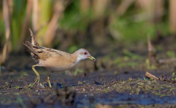 Little Crake - Porzana parva female feeding at a wetland