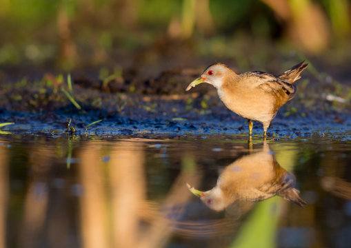Little Crake - Porzana parva female feeding at a wetland