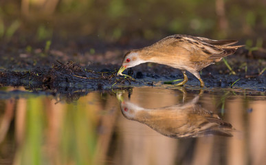 Little Crake - Porzana parva female feeding at a wetland
