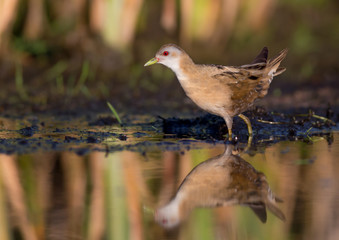 Little Crake - Porzana parva female feeding at a wetland