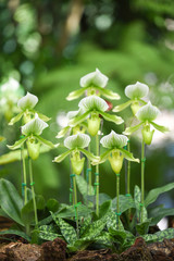 Paphiopedilum orchid in the garden