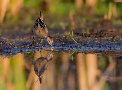 Little Crake - Porzana parva female feeding at a wetland