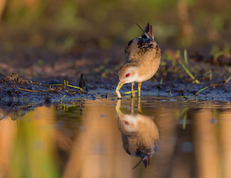 Little Crake - Porzana parva female feeding at a wetland