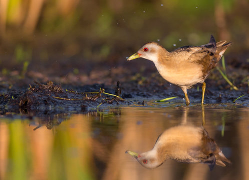 Little Crake - Porzana parva female feeding at a wetland