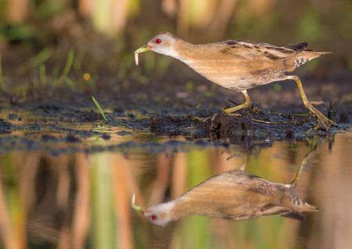 Little Crake - Porzana parva female feeding at a wetland