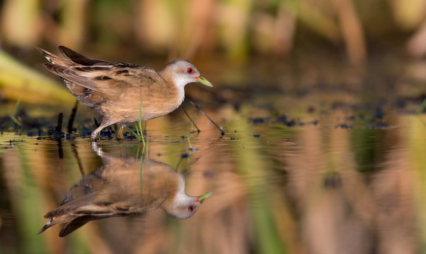 Little Crake - Porzana parva female feeding at a wetland