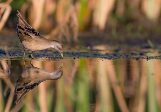 Little Crake - Porzana parva female feeding at a wetland