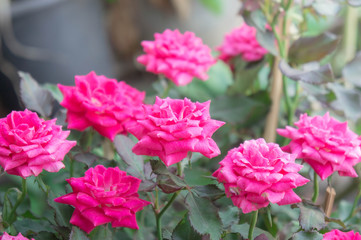 Beautiful pink rose in the garden, pink roses with background blurred