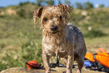 Expressive Dog wet after swimming, blurry background a float and a water toy. Doggy with curiosity expression doggie. Yorkshire Terrier brown dog
