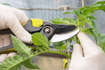 Woman is pruning   tomato plant branches in the greenhouse , worker  pinches off the shoots or...