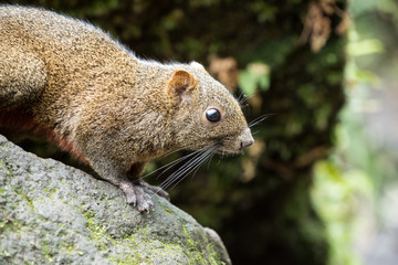 Red bellied squirrel on rock