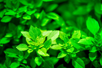 Macro shot of a fresh and ripe basil in a greenhouse

