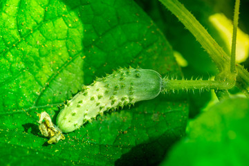 Macro shot of a ripe cucumber laying on a cucumber leaf in a greenhouse on a sunny summer day

