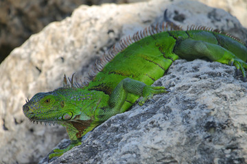 Green iguana sunbathing on the rocks