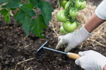 Organic mulching tomatoes. Woman is placing natural mulch (straw) around the stems of tomato, care of tomatoes concept 