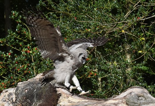 African Verreaux eagle owl coming in to land on tree