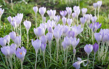 spring field full of crocus flowers, the first sign of spring coming