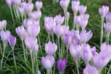 spring field full of crocus flowers, the first sign of spring coming