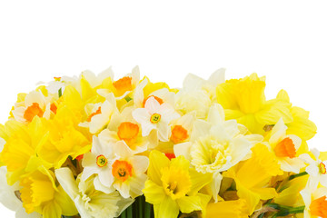 Fresh spring pale and bright yellow daffodils border isolated on white background