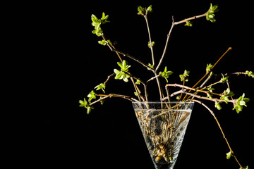 Lilac twigs with young leaves and buds standing in a glass. Black contrasting background.