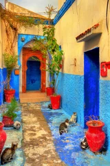 Katzen auf einer Straße der Kasbah der Udayas in Rabat © Leonid Andronov